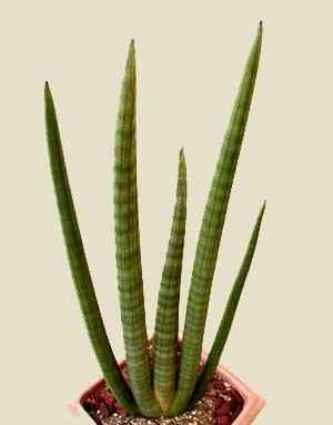 African Spear